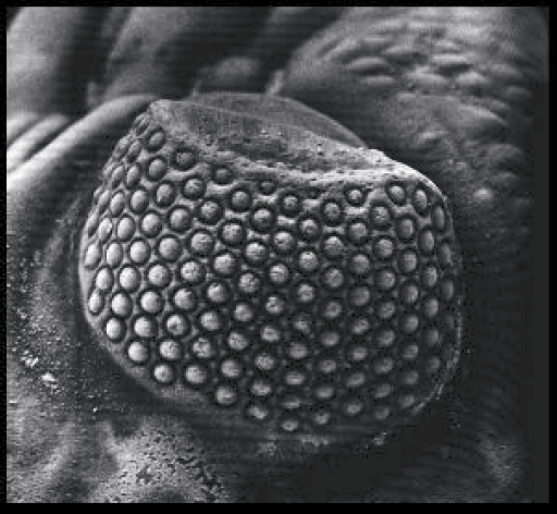 Close up of the eye of a Phacops trilobite